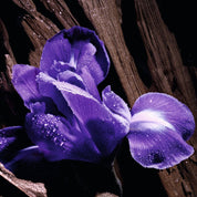 Purple Oud