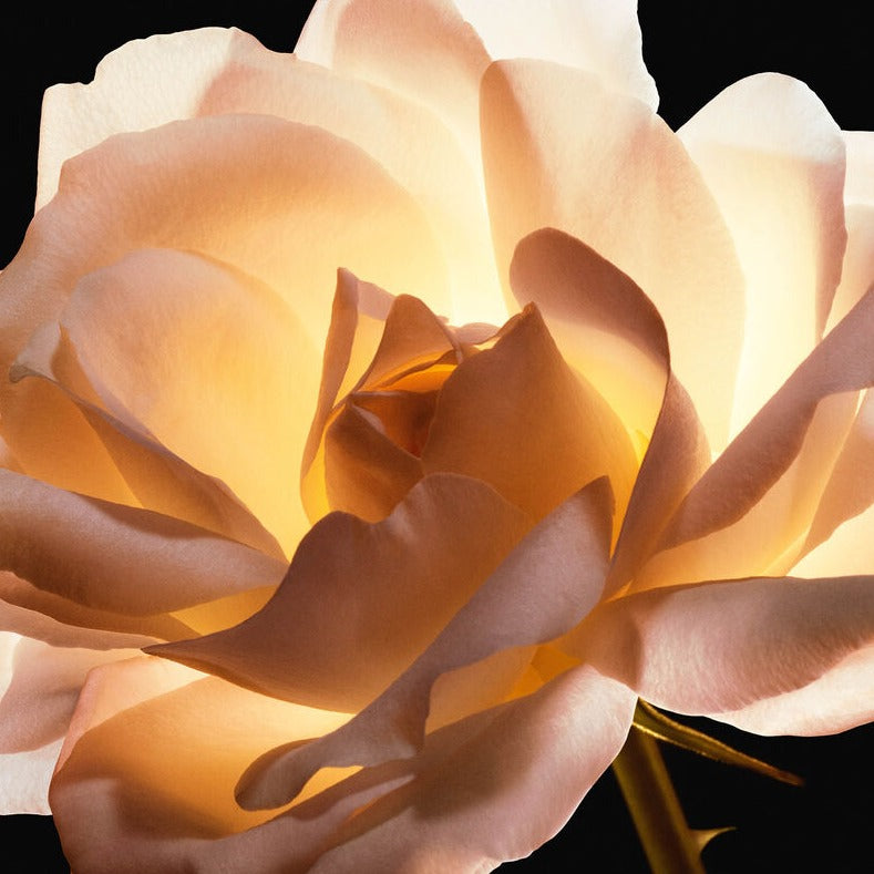 Dior Prestige La Crème Texture Essentielle - קרם אנטי-אייג'ינג אינטנסיבי לשיקום העור