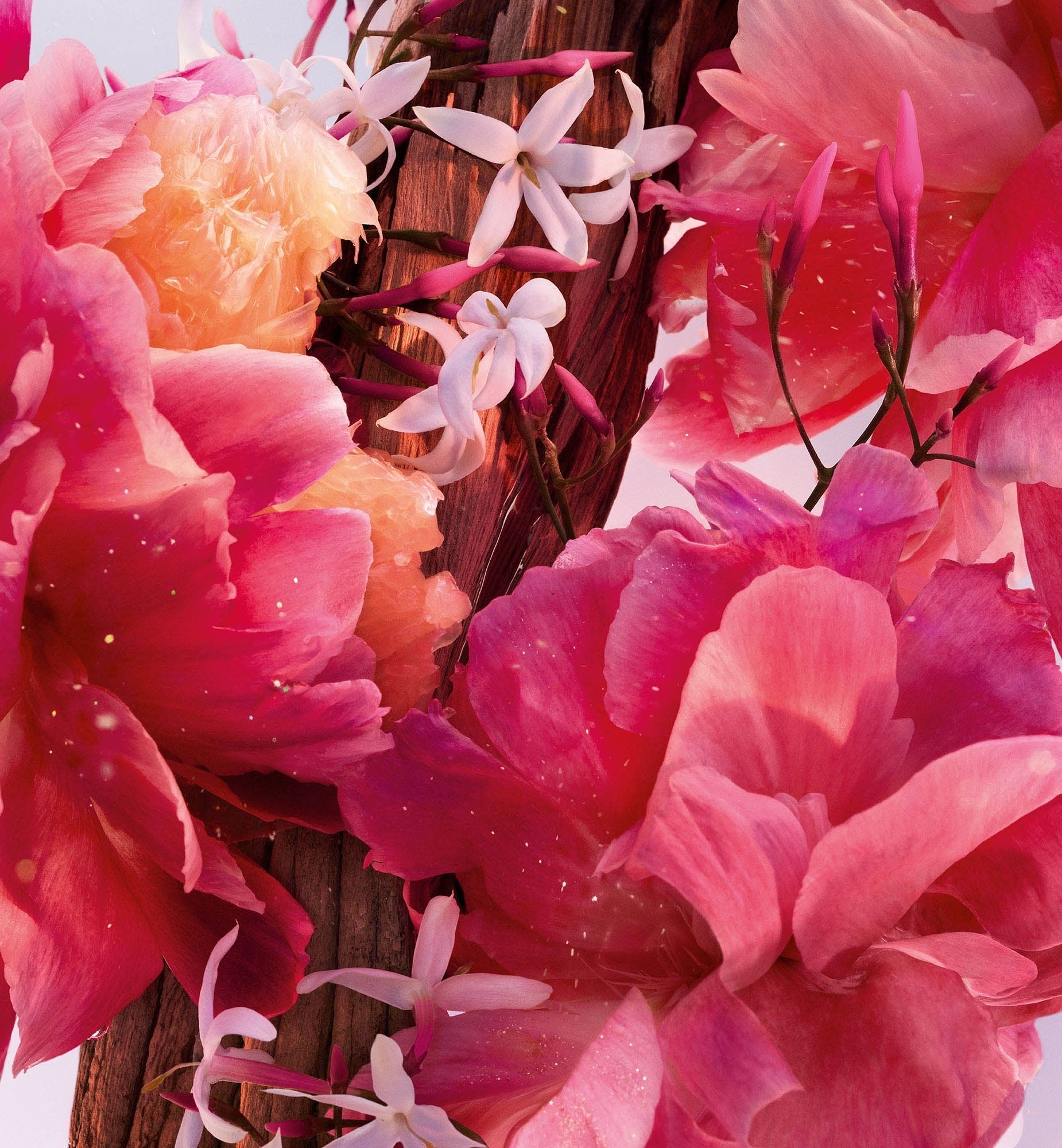 Miss Dior Parfum  בושם - פרפום, בושם לאישה