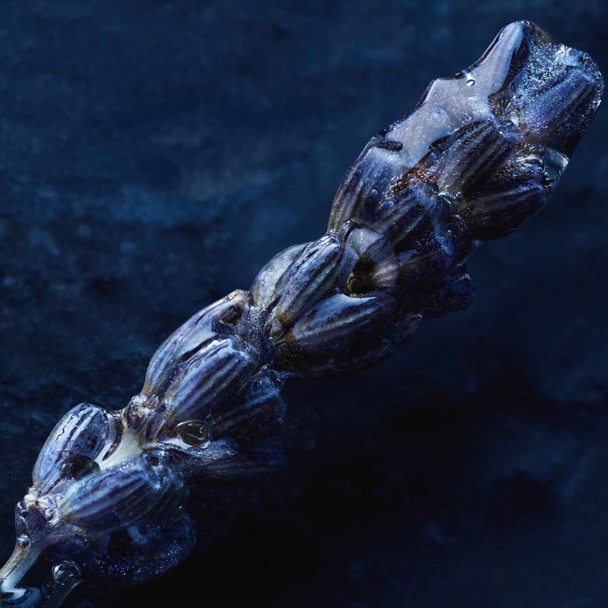 Sauvage Eau Forte - בושם לגבר