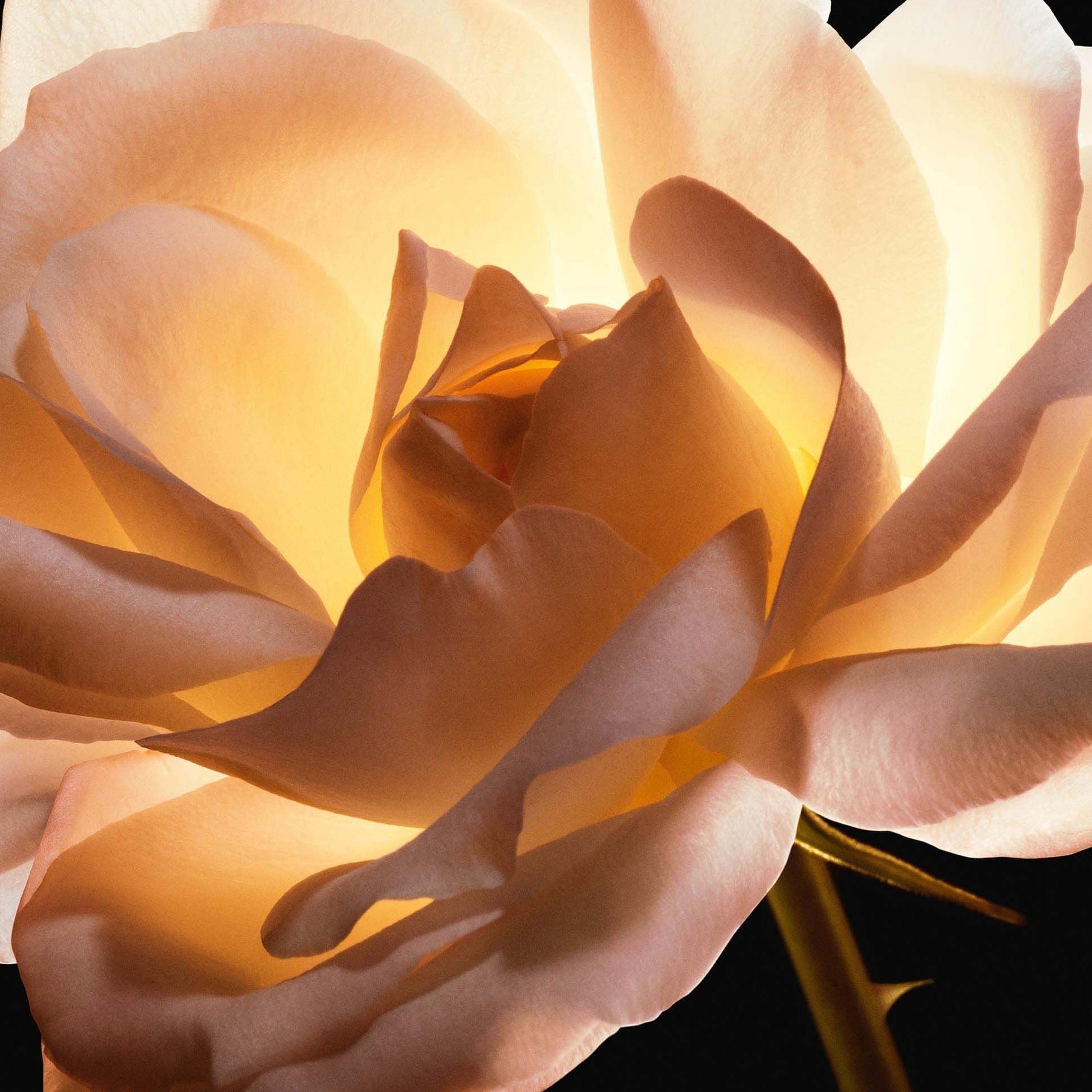 IsraelDior Prestige La Crème Texture Riche - קרם אינטנסיבי לשיקום עמוק של העור המתאים לעור יבש עד יבש מאוד