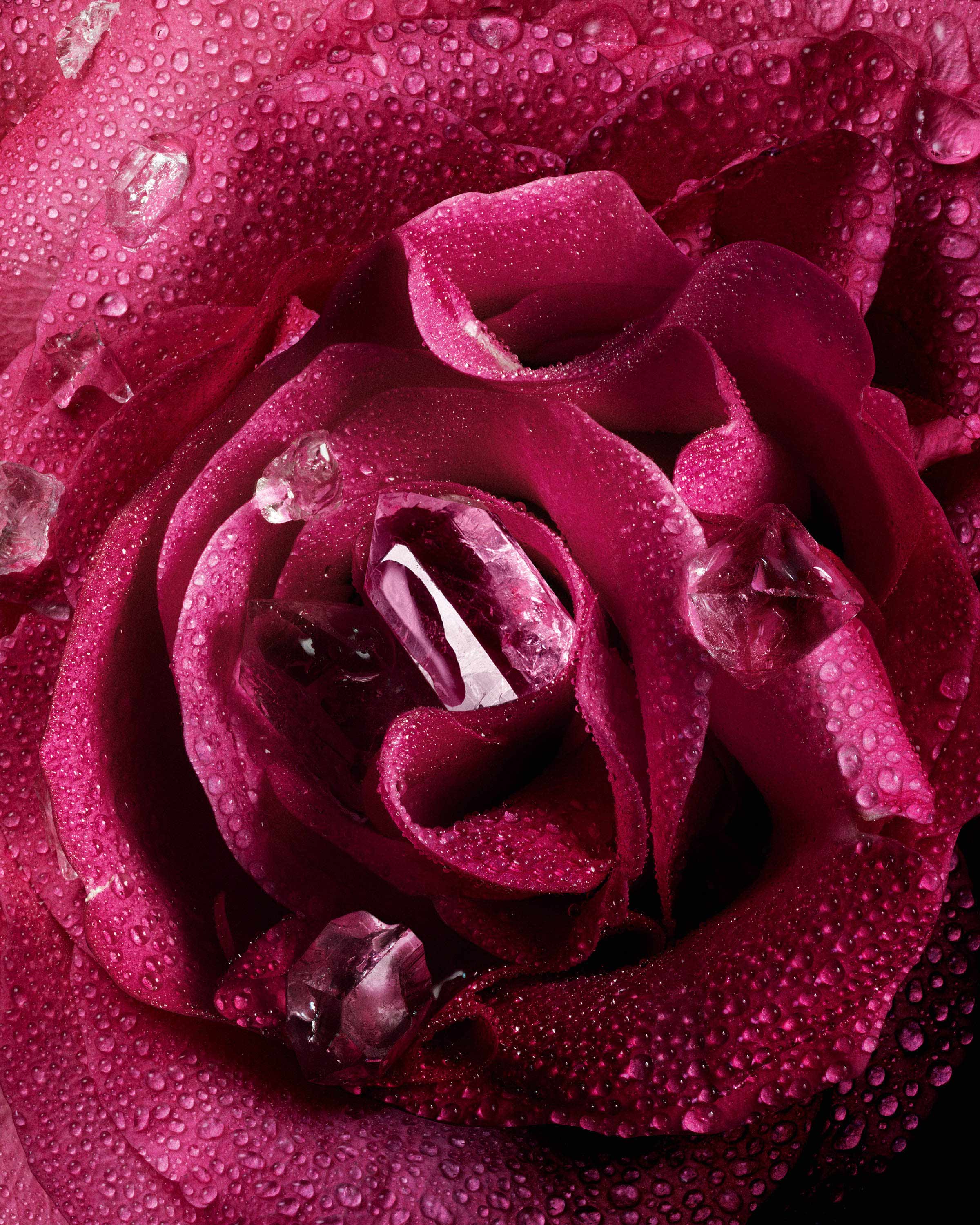 A25F122_LCP_ROSESTAR_P04D_INGREDIENT_2400X3000_b6e32e3f-7986-4fdd-bace-72eeca7faf22.jpg