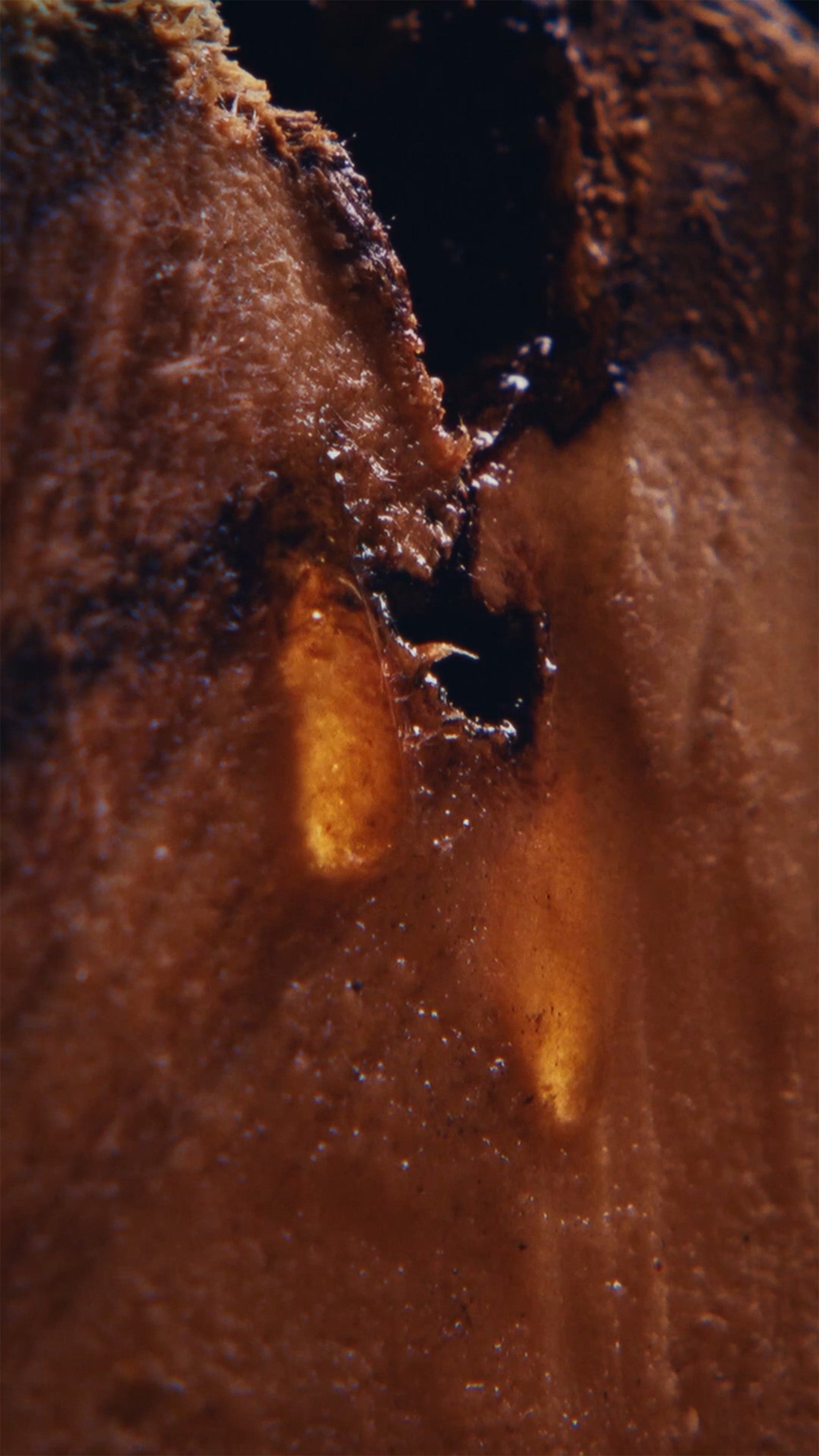 SAUVAGE_BORN_IN_THE_WILD_1688x3000_poster.jpg