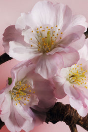 Moisturising Hand and Body Lotion - קרם לחות לידיים ולגוף