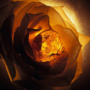 Ambre Nuit