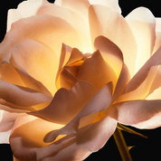 Dior Prestige La Crème Texture Fine
