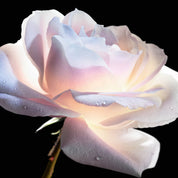 Dior Prestige Le Micro-Sérum De Rose Yeux Advanced
